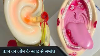 क्या कान का सम्बंध जीभ के स्वाद से है healthawareness viral trending [upl. by Erdreid]