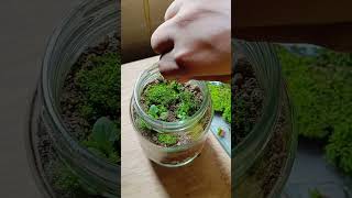 এই প্রথম একটা টেরারিয়াম বানালাম Terrarium making ❤️❤️terrarium plants [upl. by Pugh]