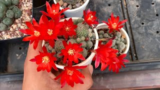 Rebutia heliosa El secreto de sus flores y cuidados Bolivia [upl. by Lari]