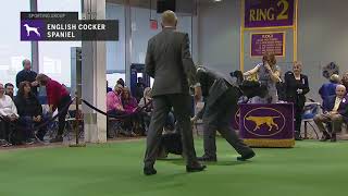 Spaniels English Cocker  Breed Judging 2019 [upl. by Reinhart114]