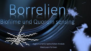 Borreliose Kommunikation Quorum sensing  der Erreger und Bildung von Biofilmen und MedusenFormen [upl. by Caasi]