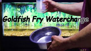 Shubunkin Goldfish Fry Water Change Done Safe and FAST [upl. by Tolecnal]