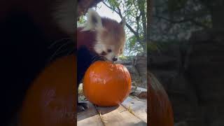 Happy Halloween from Winnie the red panda [upl. by Hogen]