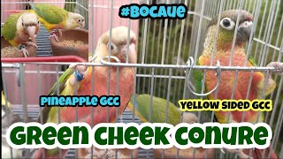 yellow sided green cheek conure ni bos gerry at pineapple gcc ang ganda nila 😁 [upl. by Llert]