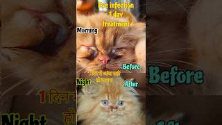 Best cat eye cleaning drop cat eye infection treatment in hindi Best eye cleaning medicinecat pets [upl. by Ennaharas]