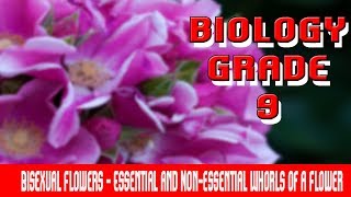 Flowering Plants  Bisexual Flowers Introduction  Essential amp Nonessential Flower Whorls  Part 2 [upl. by Adnerak]