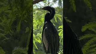 The Anhinga’s Underwater Secret Revealed [upl. by Atsirt]