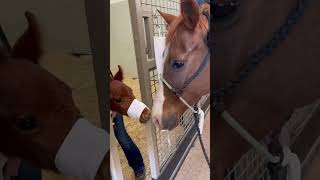 Orphan Horse Gets A New Mom And Home ♥ [upl. by Ervin]