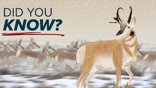 Unique Pronghorn Facts amp Characteristics [upl. by Ennasirk]