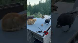 Kedi ve Karganın Yemek Kavgası 🐈🐦‍⬛😊 [upl. by Granniah517]