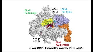 Crystal structure of E coli RNA polymerase and DksAppGpp complex [upl. by Lebasy]