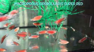 Macropodus opercularis SUPER RED [upl. by Ytsanyd]