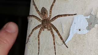 Dolomedes Tenebrosus Dark Fishing Spider [upl. by Notrub843]