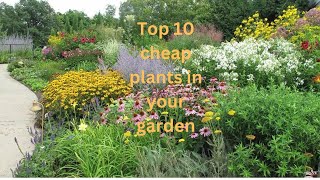 Top 10 Cheap Plants for a Stunning Garden [upl. by Nevins]