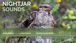 Eurasian Nightjar Call amp Sounds [upl. by Thilda]