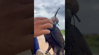 Black Hawk eagle 🦅 youtube shorts shortvideo youtubeshort youtubechannel youtubevideos like [upl. by Lakin]