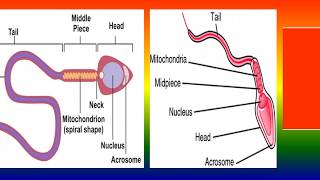 Acrosome [upl. by Cressler]