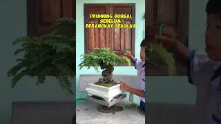 Prunning bonsai inspirasibonsai [upl. by Schram574]