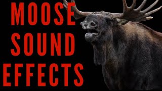 MOOSE SOUND EFFECTS  Moose Calls  Maktubytv [upl. by Goulette]