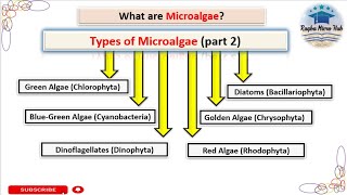 Types of microalgae Chlorophyta diatoms cyanobacteria Chrysophyta Dinophyta Rhodophyta algae [upl. by Nirro608]