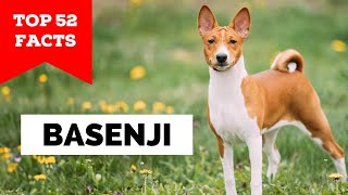 99 of Basenji Owners Dont Know This [upl. by Joash]