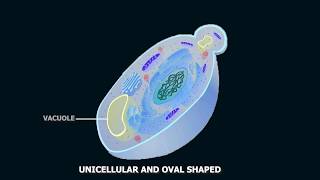 Structure of Yeast [upl. by Selmner651]