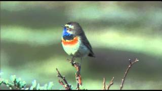 Bluethroat Blåstrupe Варакушка Blåhake Luscinia svecica Podróżniczek Blauwborst Tinnhølen [upl. by Dressler286]