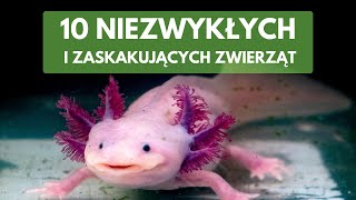 10 fantastycznych zwierząt które zaskakują wyglądem i zdolnościami [upl. by Assirahs]