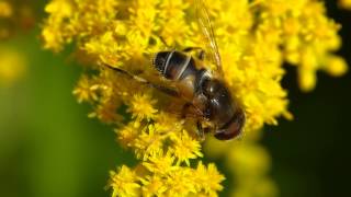 Glänzende Keilfleckschwebfliege Eristalis rupium [upl. by Reyotal]