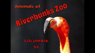 Riverbanks Zoo resident animals March 2024 [upl. by Einittirb]