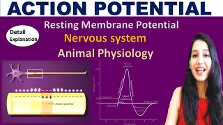 Action Potential I Resting Membrane Potential in neurons I Animal Physiology I CSIRNET NEET GATE JAM [upl. by Ramaj]