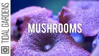 Mushroom Corals [upl. by Daniala]