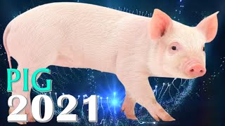 Pig Horoscope 2021  Born 1935 1947 1959 1971 1983 1995 2007 2019 [upl. by Nathanoj]