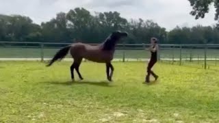 Aggressive Horse Goes After Owner [upl. by Anai344]