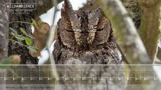 African Scops Owl Call amp Sounds [upl. by Lotti]