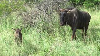 Brand New Baby Wildebeest is Confused [upl. by Neeluj]