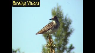 Wood Sandpiper perched flying amp quottree dancingquot  Birds of Norway [upl. by Charline776]