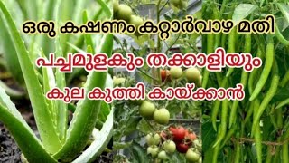 തക്കാളിയും പച്ചമുളകും കുല കുലയായി കായ്ക്കും  Aloe Vera Fertilaizer  Krishi Malayalam [upl. by Sanfourd]