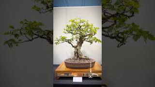 Korean hornbeam  Heathrow Bonsai Show 2024 bonsai bonsaitree bonsaishow tree bonsaiart [upl. by Leonsis]