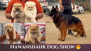 Nawanshahr Dog Show in Punjab 🔥 German shepherd speciality 🐕 Wholesale Puppy Market in Punjab [upl. by Goldstein355]