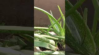 కల బంద గురించి మీకు తెలుసా  Aloe Vera Aloe barbadensis  Liliaceae family దివి సీమ అందాలు 💞💞 [upl. by Nanreh127]