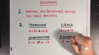 The Six Types of Enzymes [upl. by Thalassa]