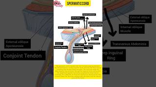 Spermatic Cord anatomy humananatomy humanbody medicalanimation [upl. by Marylinda484]