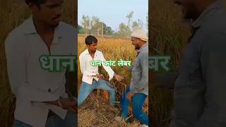 धान कांट लेबर ।। Dhan kaat lebar।।AjeetAk47 [upl. by Alfonse]