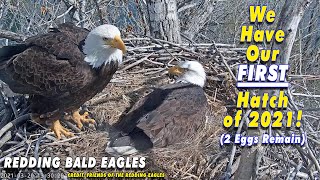 First Egg Hatch of 2021  The Redding Eagles [upl. by Yelrebmyk]