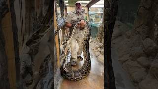 MOVING THE BIGGEST BURMESE PYTHON😳 [upl. by Norrie]