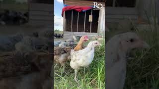 Kuroiler Chickens Ruwa Organic farm  Kuroiler Chicken Farming Zimbabwe  Kuroiler Chicks [upl. by Chaney]