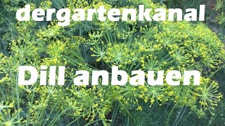 Dill anbauen  Kurzinfo [upl. by Nastassia749]