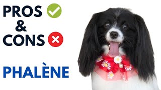 Phalène Dog Pros and Cons  Dropeared Papillion Advantages and Disadvantages [upl. by Romalda]