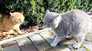 Two male cats meow loudly growl at each other and sort things out [upl. by Maupin]